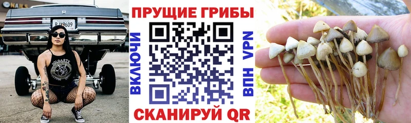 Галлюциногенные грибы GOLDEN TEACHER  Тюмень 